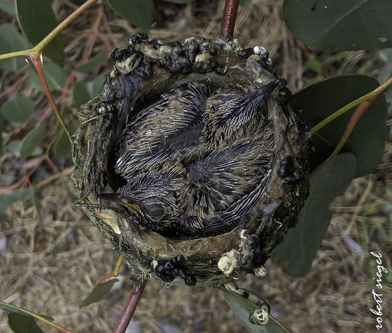 emily renzel wetlands 2026